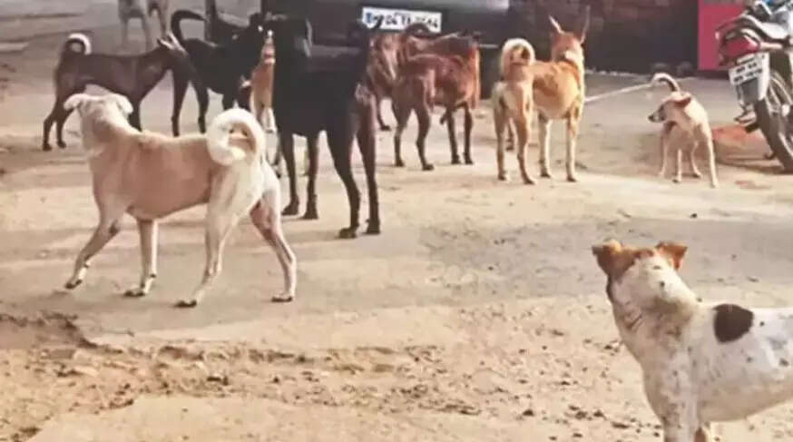 Child attacked by stray dogs in a village in Ludhiana