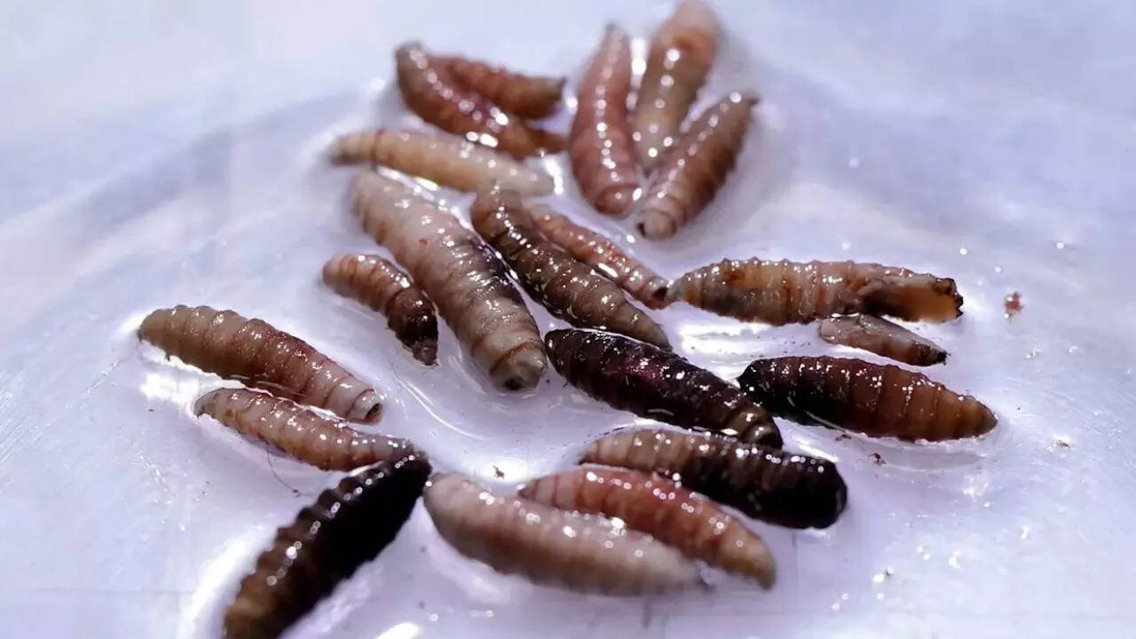 First human case of flesh-eating parasite detected; Symptoms, safety measures to follow