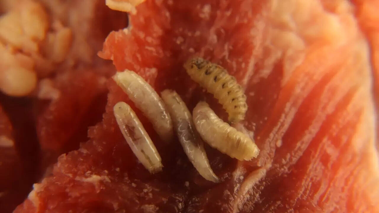 Flesh eating parasite vs bacteria (1)