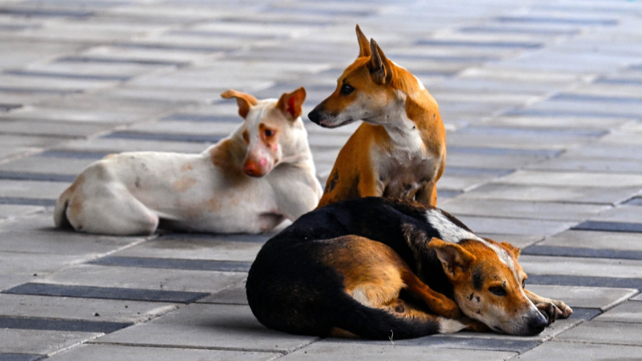 Violation of norms in vaccination of stray dogs and non-implementation of ABC progs flagged by the Centre multiple times
