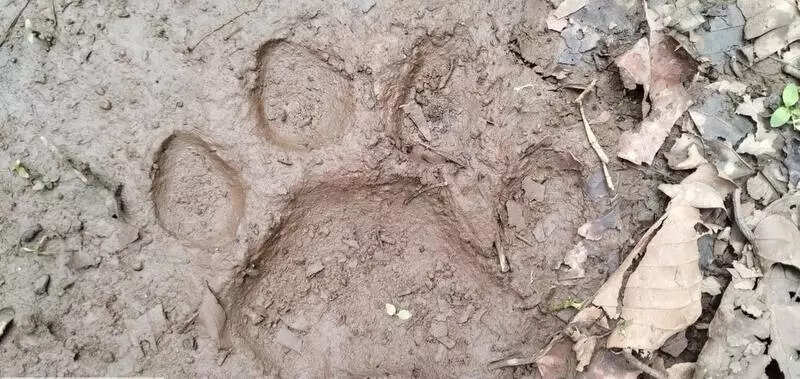 C’garh tiger may be back in Bonai forest division