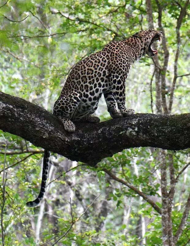 Leopard kills boy at Kalabari, 2nd in a month