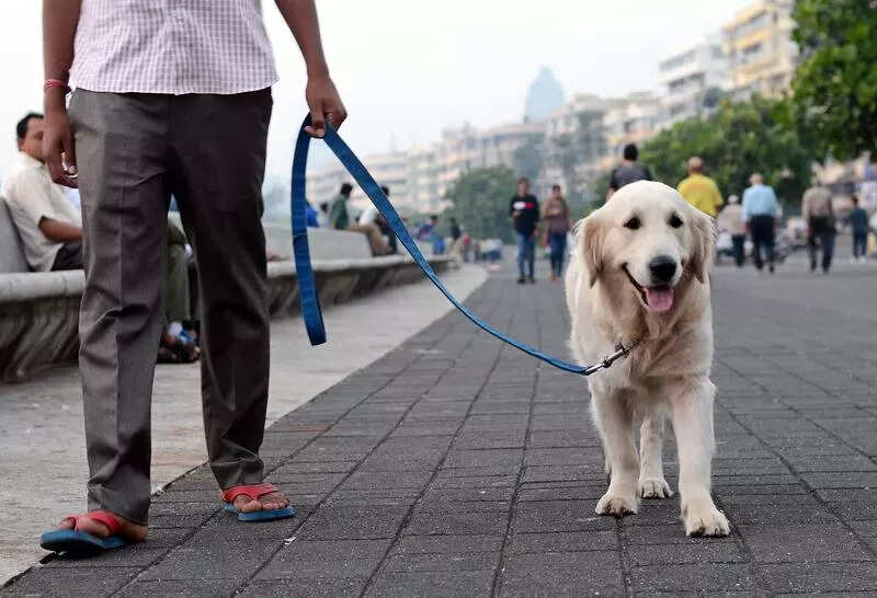 BMC plans 100-bed veterinary hospital in Mumbai’s Malad area