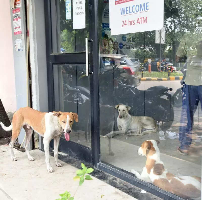 PETA protests ‘animal abuse’ in pharma company