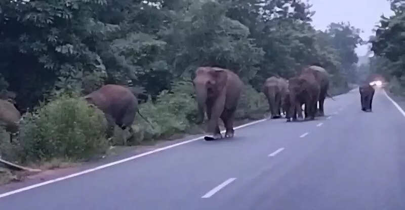 22 elephants from Chandaka disperse towards Athgarh; trigger panic among locals