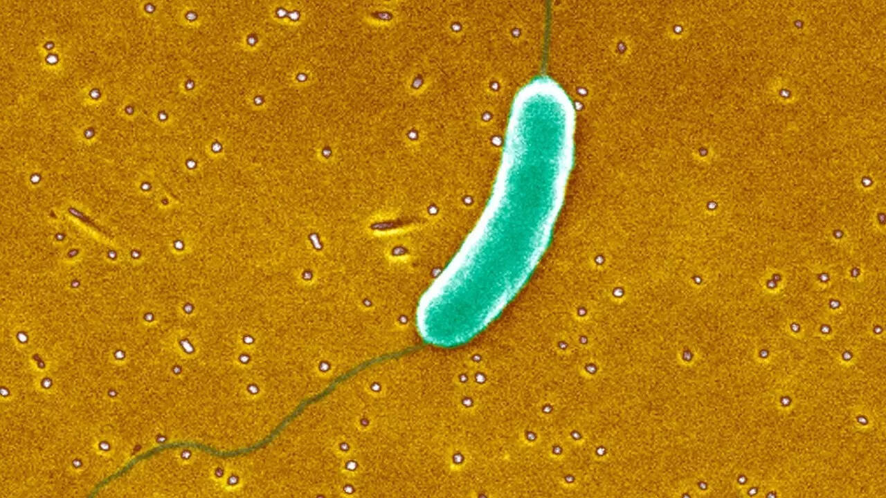 Flesh eating parasite vs bacteria (2)