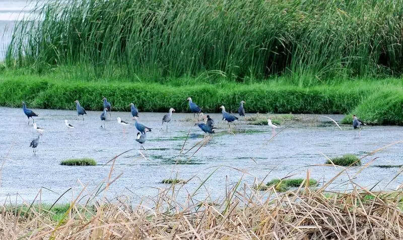 TN launches clean-up drive in wetlands