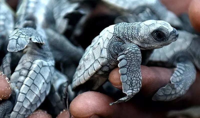 TN to track olive ridleys to map routes, habitats