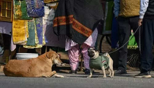 Registration of pet dogs a must, MCG reminds owners