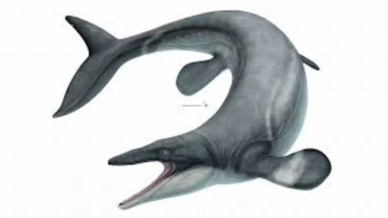Ancient 24-foot ‘sea dragon’ Jormungander: Terrifying mosasaur that ruled oceans 80 million years ago