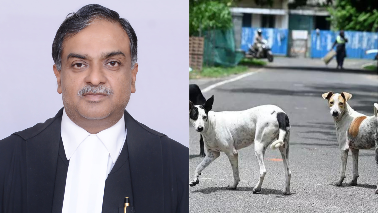 Made me famous world over: SC judge on stray dogs case