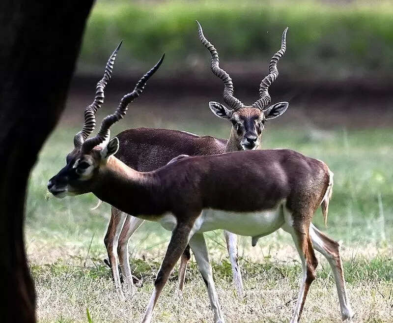 Blackbucks trot back to Guindy park