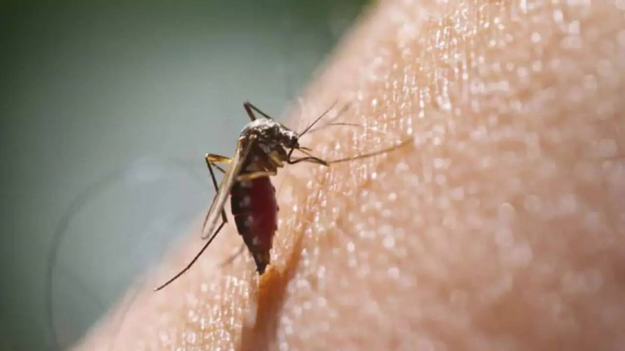 Chikungunya