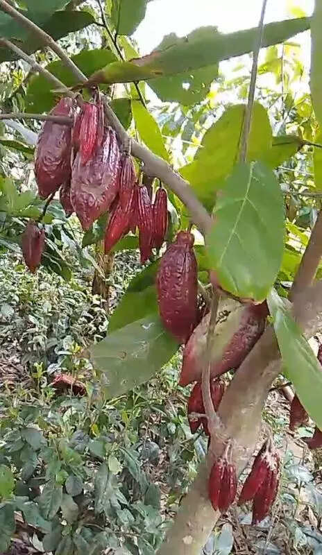 Assam eyes cocoa boom, 10,000 hectares targeted for cultivation