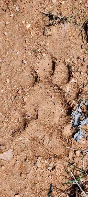 Villagers fearful with pugmarks found in nearby forest