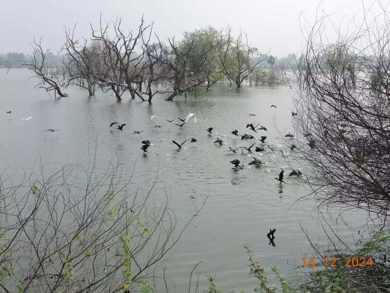 Bird haven Elathur lake in Erode named state’s third biodiversity heritage site