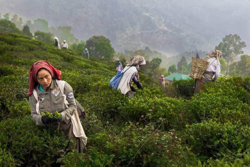 Tea groups seek minimum sustainable price as rates fall
