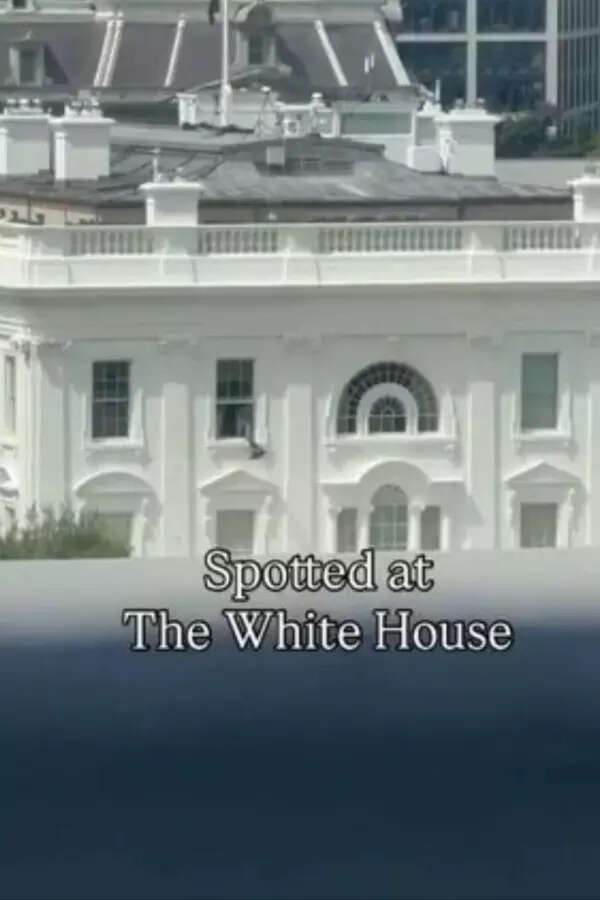 ‘Classified documents or Epstein files?’ White House bag toss leaves internet guessing | watch