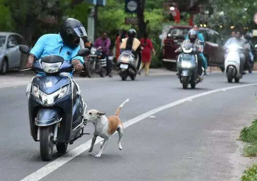 Khanna locality in dog-bite fear, several attacked in sleep