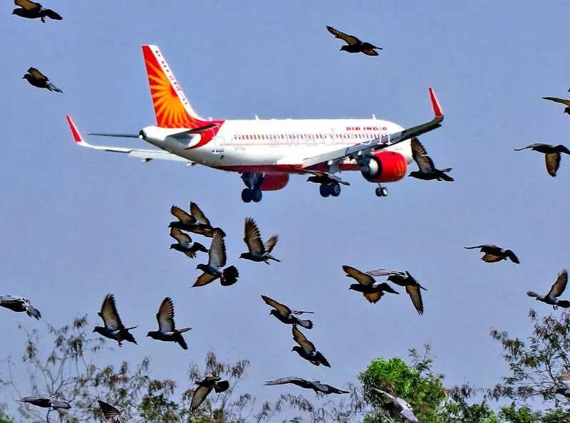DGCA demands strict enforcement to curb bird menace near city airport