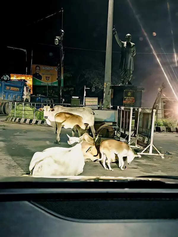Stray cows on road connecting twin cities pose risk for commuters