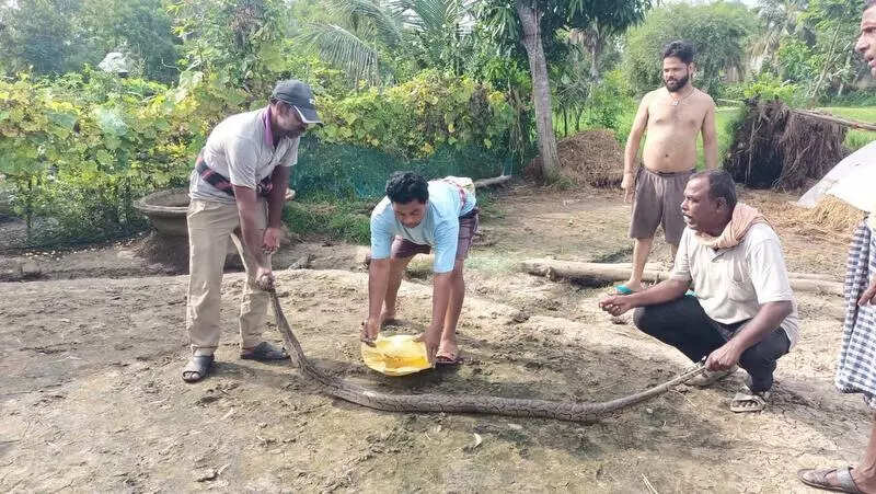 Burmese python freed from fishing net in Bhitarkanika