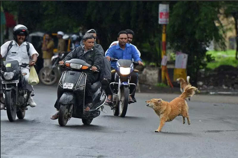 Rabies fears grow as Telangana sees over 350 dog bite cases a day