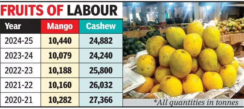 Marginal rise in mango and cashew output in Goa amid climate challenges