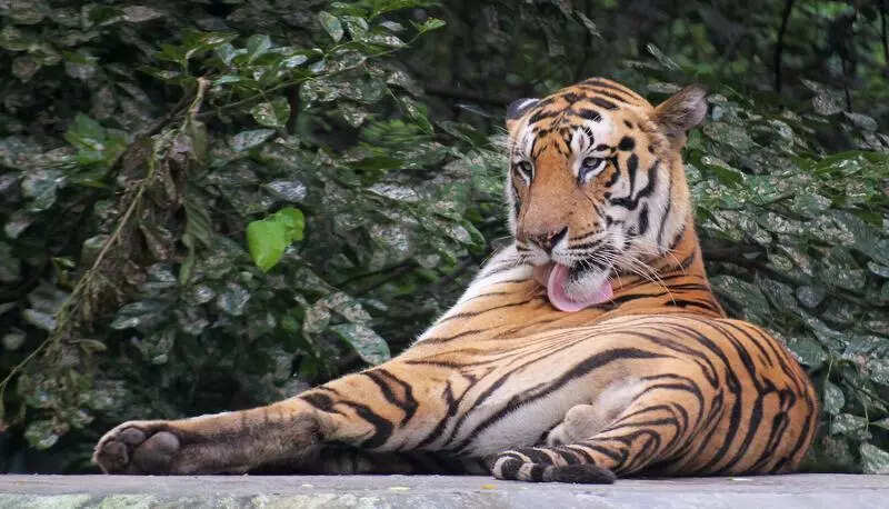 Beldanda to Chhota Charger, UP’s tigers driving ecotourism