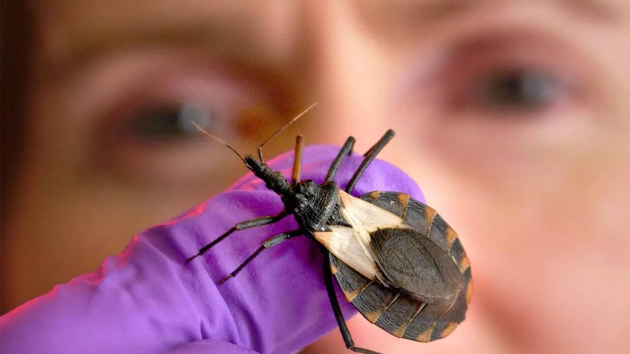‘Kissing bugs’ spreading Chagas disease in the US: Causes, symptoms, and early treatment options