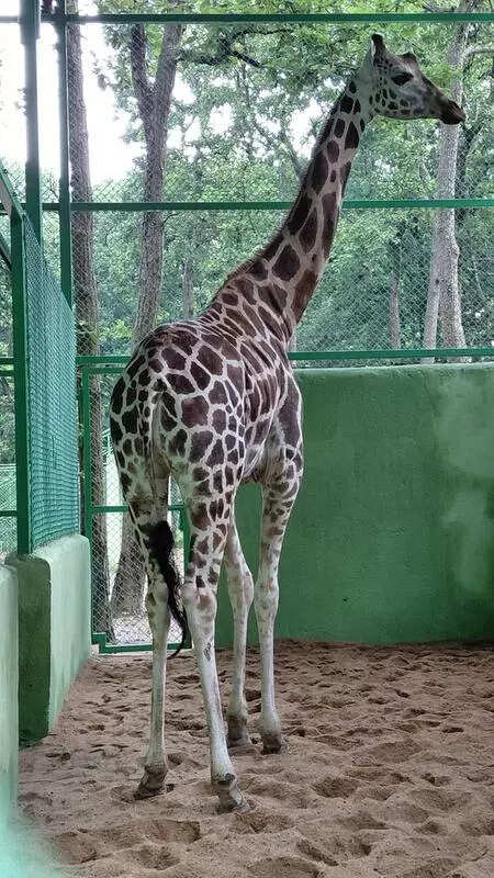 Ranchi Zoo’s lone giraffe dies a month after arrival