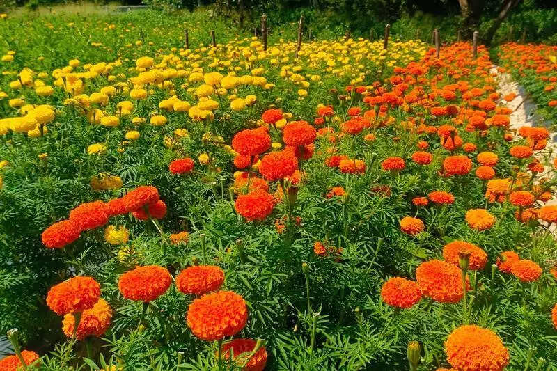 In full bloom: ‘Poovili’ fetches 45cr for farmers this Onam