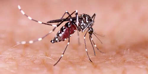 Dengue cases in Aug this year drop to 13 from 95 in Aug 2024