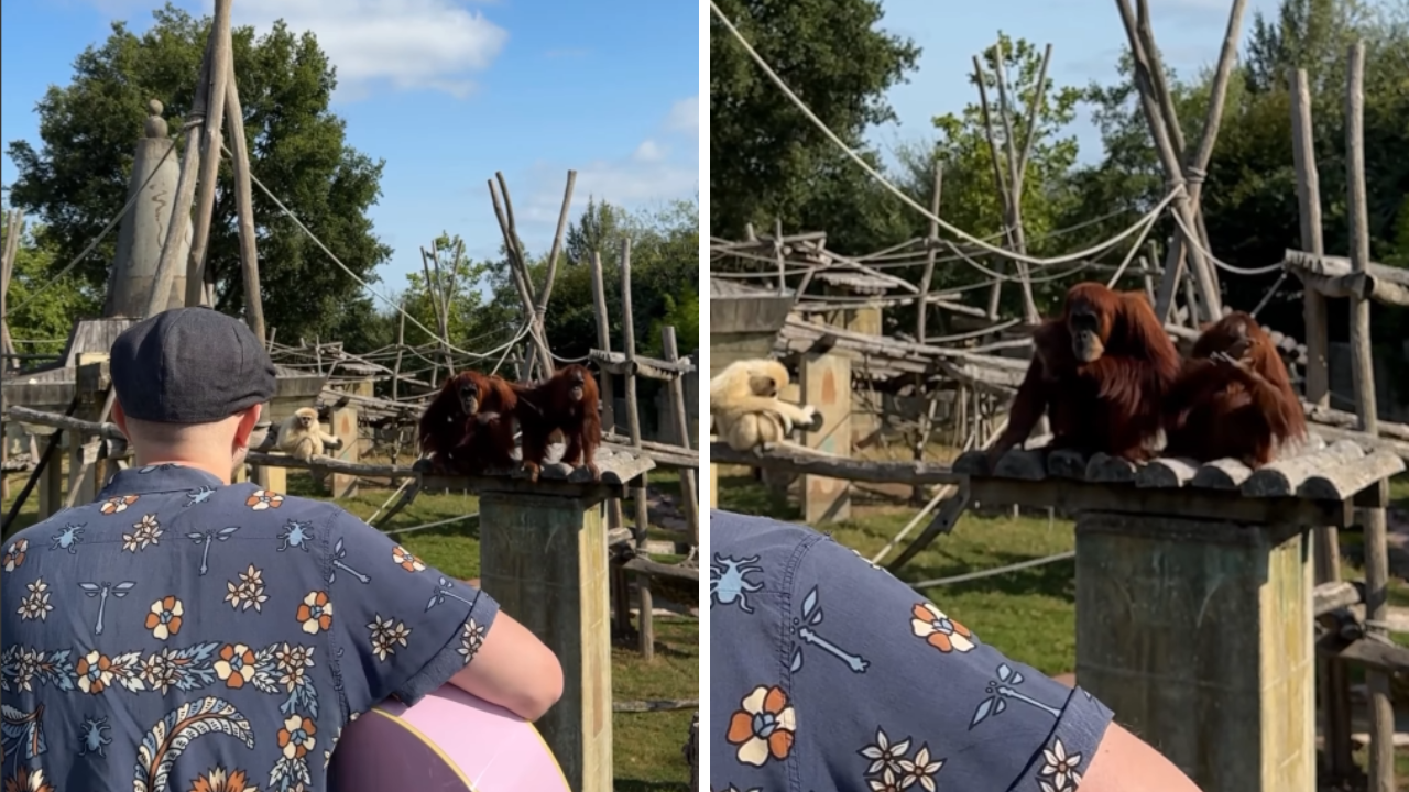 Monkeying around? Nope — Orangutan seriously vibing to live music melts hearts online: Watch