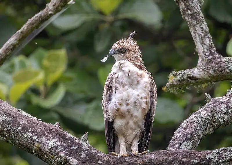 Chennai gets India’s 1st raptor research foundation