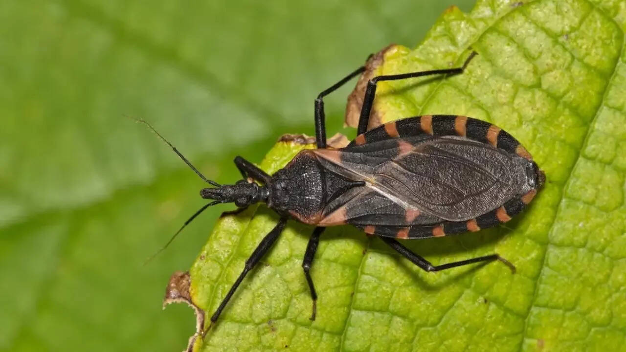 Chagas disease