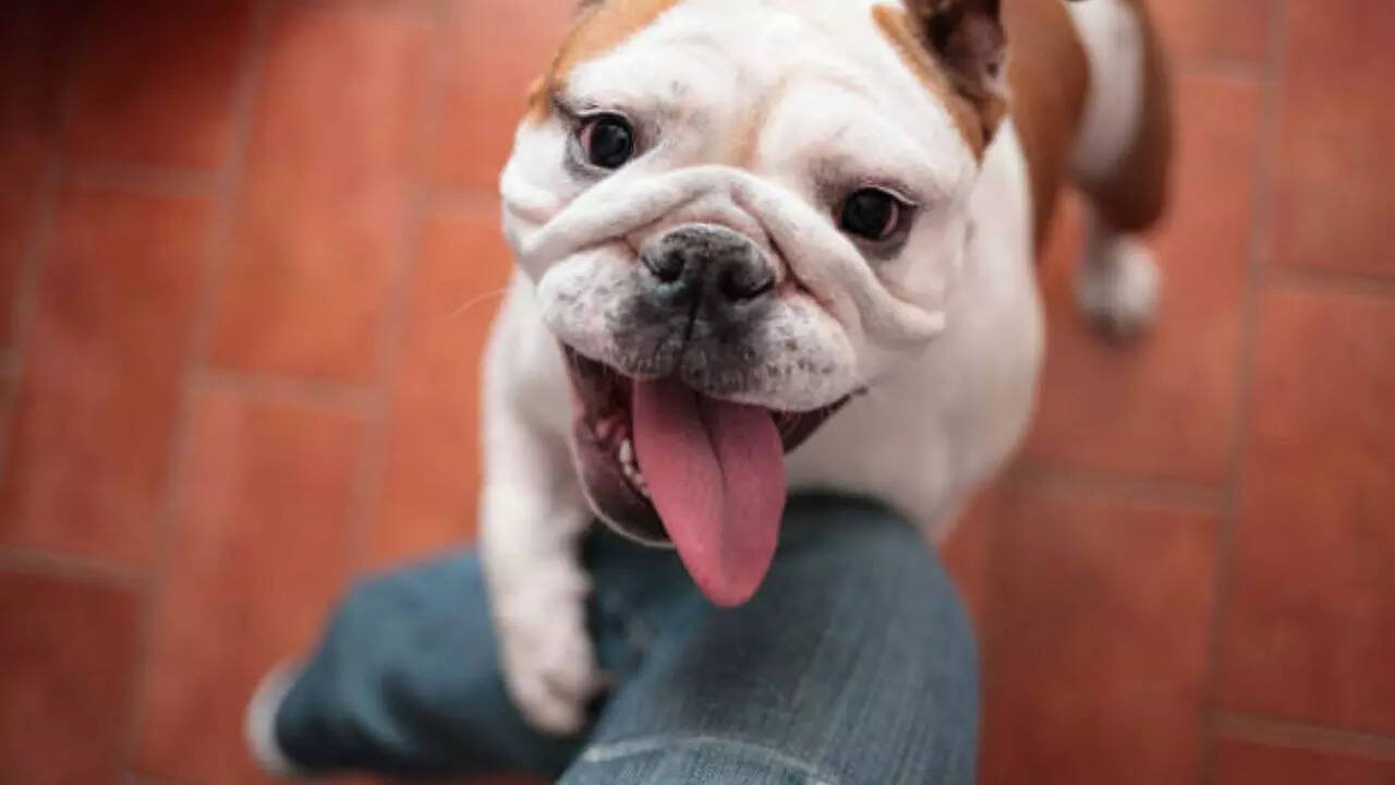 Sit, stay… vote? US woman accused of casting ballot in dog’s name; faces felonies over 'paw-litical' fraud