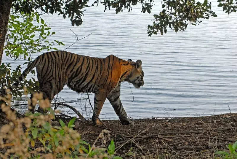 msid 123752079,imgsize 88616 https://jaipur.visitinrajasthan.com/wp-content/uploads/2023/10/cropped-cropped-R-2.png