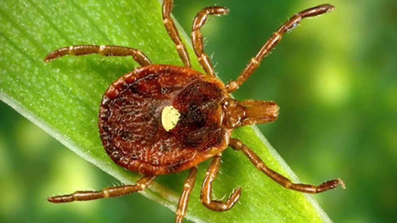 Red meat tick allergy (2)