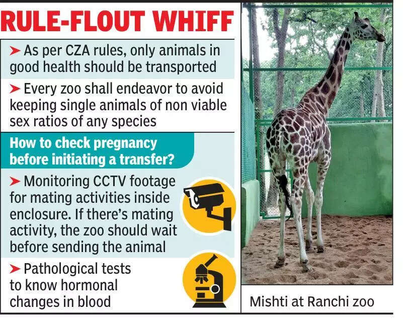 Alipore zoo giraffe that died a month after shift to Ranchi was 4-5 months pregnant: Autopsy