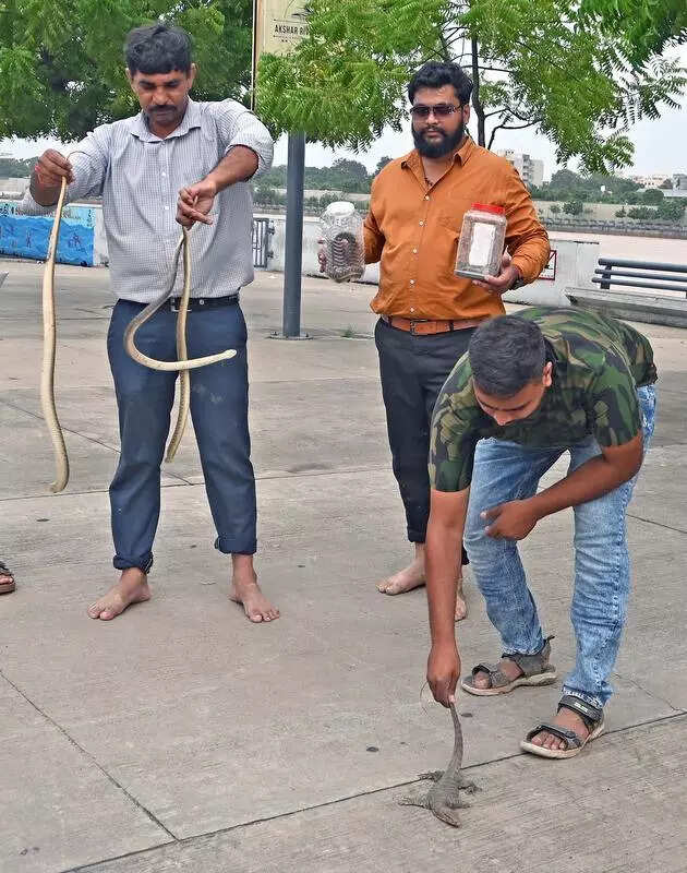 Cobra, python, viper among reptiles rescued from flooded Sabarmati riverfront in Ahmedabad