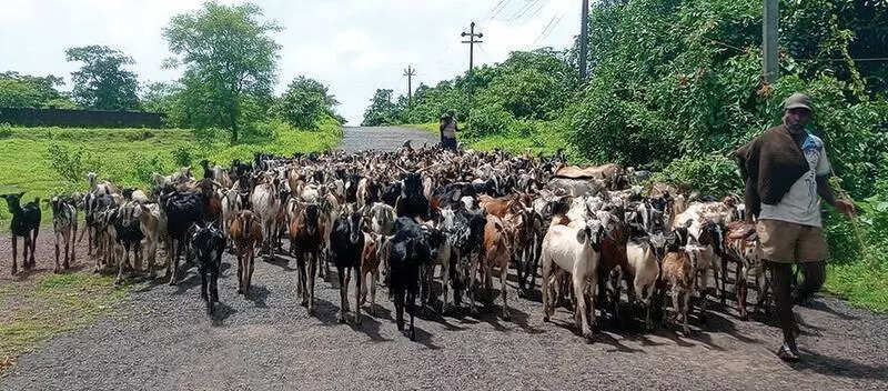 From sticky Malegaon to rocky Pernem, a symbiotic migration of man and goat