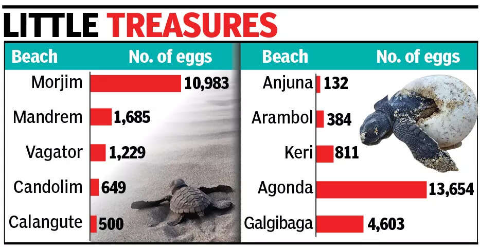 Olive Ridley turtles thrive: With over 34,500 eggs, numbers surge across Goa's beaches