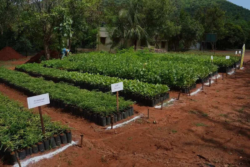 1.5cr saplings to be planted to boost green cover in TN