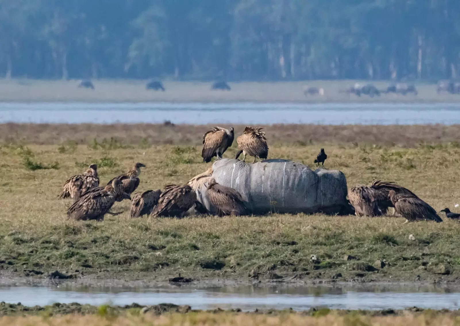 Innovative vulture conservation website launched in Assam to combat declining populations