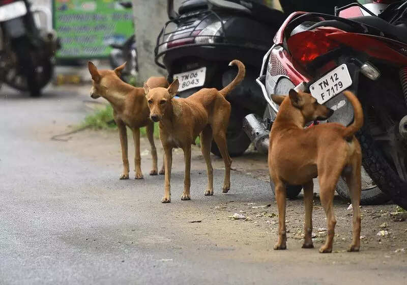 2 booked for public feeding of stray dogs in Kotturpuram