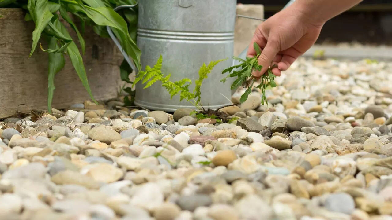4 simple ways to get rid of weeds in gravel using things you already have in home