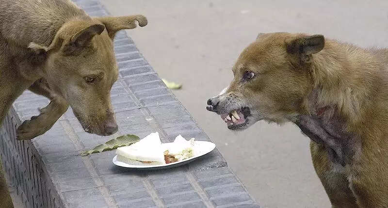 It’s a dogfight over feeding strays