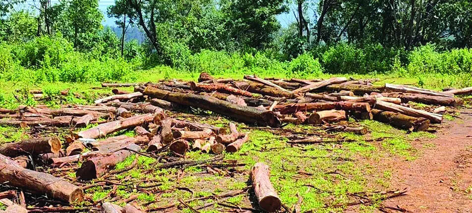 Surla locals up in arms over deforestation