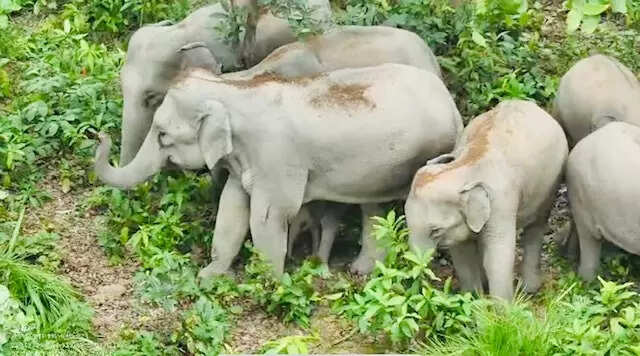 Sleepless nights for Keonjhar farmers as elephant herds threaten crops and homes